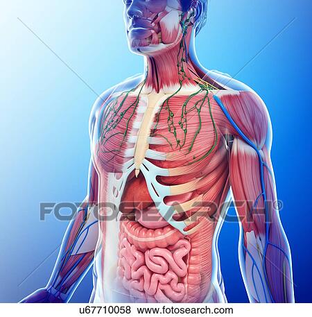 Male anatomy, illustration View Large Photo Image Stock Photo - Male anatomy, illustration. Fotosearch