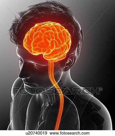 Male brain and spinal cord, illustration View Large Photo Image Stock Photo - Male brain and spinal cord, illustration. Fotosearch