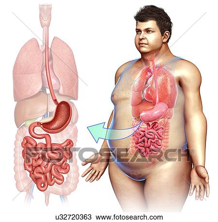 Male digestive system, illustration View Large Photo Image Stock Image - Male digestive system, illustration. Fotosearch