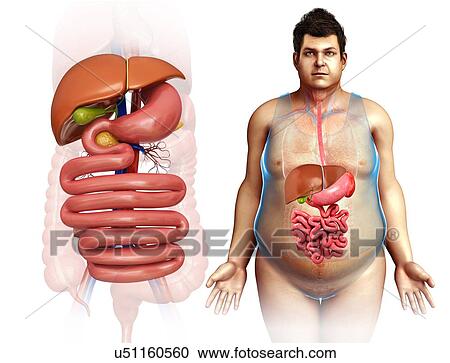 Male digestive system, illustration View Large Photo Image Stock Image - Male digestive system, illustration. Fotosearch