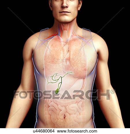 Picture - Male gallbladder, illustration. Fotosearch