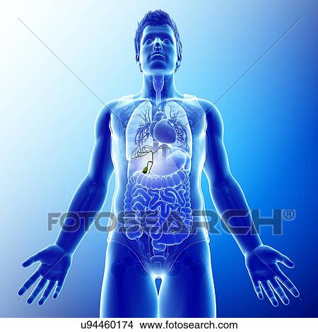 Picture - Male gallbladder, illustration. Fotosearch