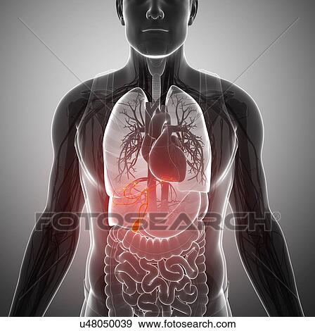 Stock Photo - Male gallbladder, illustration. Fotosearch