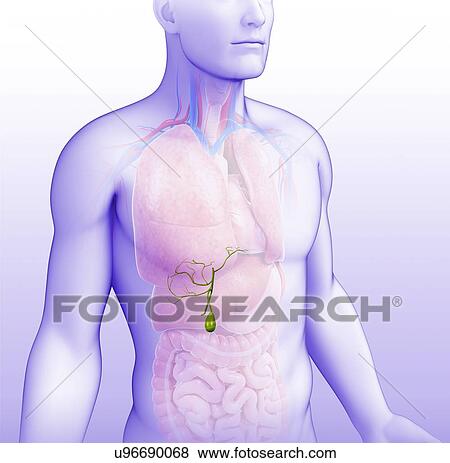 Male gallbladder, illustration View Large Photo Image Stock Photo - Male gallbladder, illustration. Fotosearch