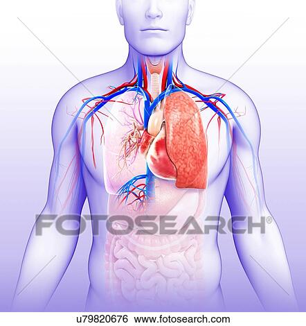 Stock Photograph - Male heart-lung system, illustration. Fotosearch