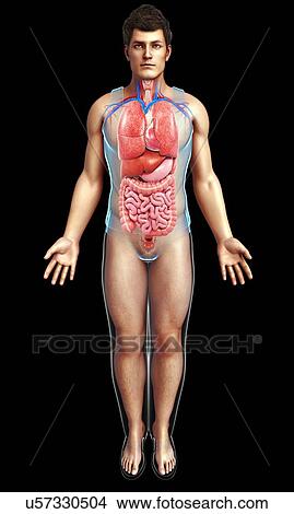 Male internal body organs, illustration View Large Photo Image Picture - Male internal body organs, illustration. Fotosearch