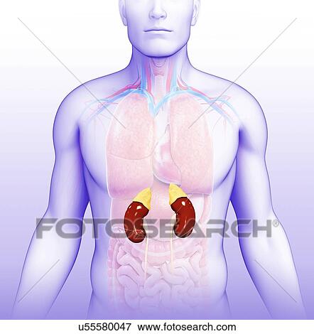 Male kidneys, illustration View Large Photo Image Stock Photo - Male kidneys, illustration. Fotosearch
