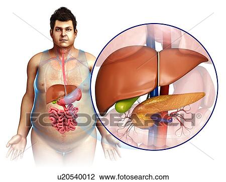 Stock Image - Male liver and pancreas, illustration. Fotosearch
