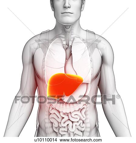 Picture - Male liver, illustration. Fotosearch