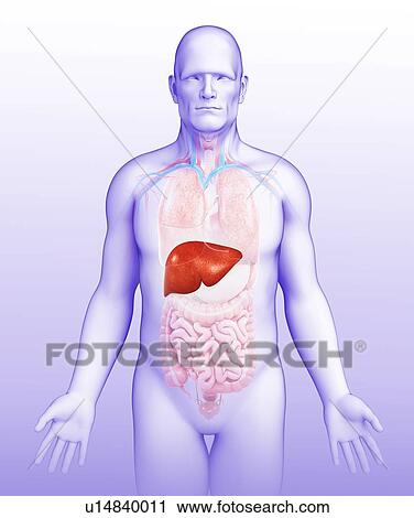 Stock Image - Male liver, illustration. Fotosearch