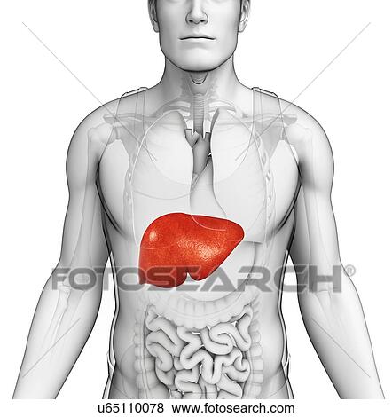 Male liver, illustration View Large Photo Image Stock Photo - Male liver, illustration. Fotosearch