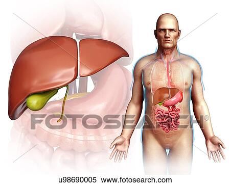 Male liver, illustration View Large Photo Image Stock Photography - Male liver, illustration. Fotosearch