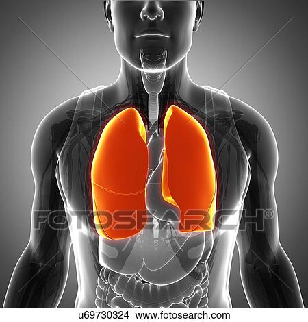 Picture - Male lungs, illustration. Fotosearch