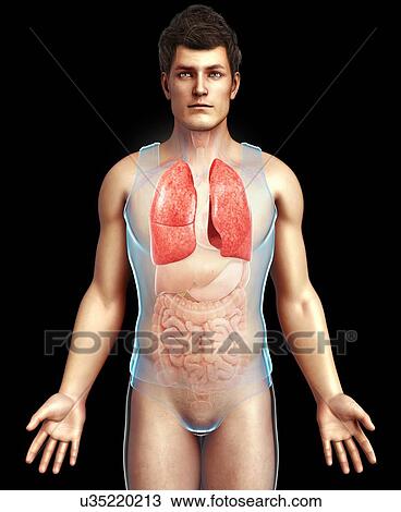 Stock Image - Male lungs, illustration. Fotosearch