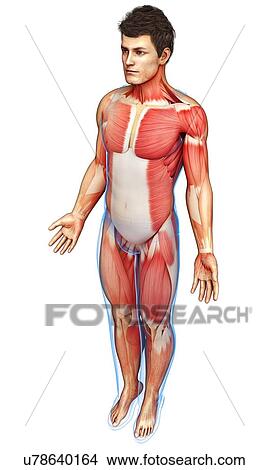 Male musculature, illustration View Large Photo Image Picture - Male musculature, illustration. Fotosearch