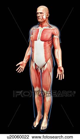 Male musculature, illustration View Large Photo Image Stock Image - Male musculature, illustration. Fotosearch