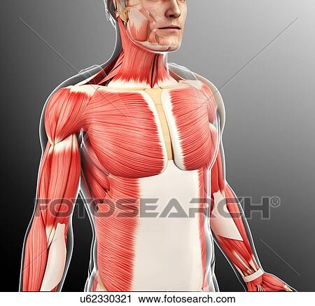 Male musculature, illustration View Large Photo Image Stock Image - Male musculature, illustration. Fotosearch
