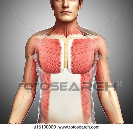 Stock Photo - Male musculature, illustration. Fotosearch