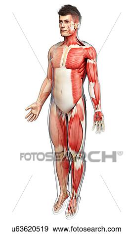 Stock Photo - Male musculature, illustration. Fotosearch