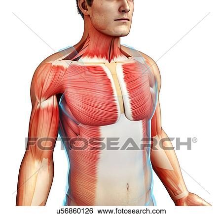 Male musculature, illustration View Large Photo Image Stock Photograph - Male musculature, illustration. Fotosearch