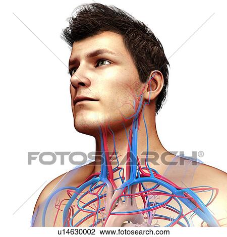 Male neck and chest blood vessels, illustration View Large Photo Image Stock Image - Male neck and chest blood vessels, illustration. Fotosearch