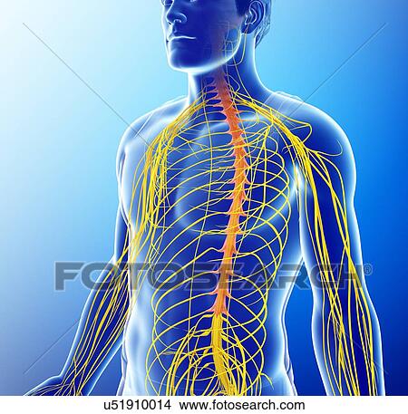 Male nervous system, illustration View Large Photo Image Picture - Male nervous system, illustration. Fotosearch