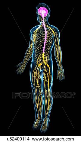 Picture - Male nervous system, illustration. Fotosearch