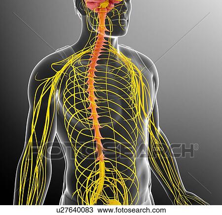 Male nervous system, illustration View Large Photo Image Stock Image - Male nervous system, illustration. Fotosearch