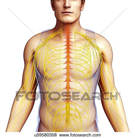 Male nervous system, illustration View Large Photo Image Stock Photo - Male nervous system, illustration. Fotosearch