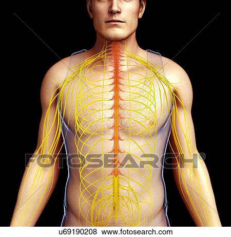 Stock Photo - Male nervous system, illustration. Fotosearch