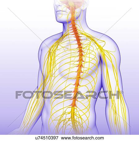 Stock Photo - Male nervous system, illustration. Fotosearch