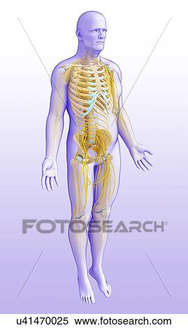 Male nervous system, illustration View Large Photo Image Stock Photography - Male nervous system, illustration. Fotosearch
