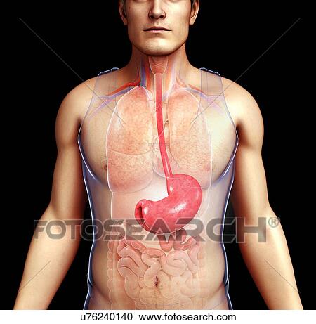 Stock Image - Male oesophagus and stomach, illustration. Fotosearch