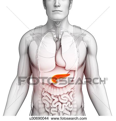 Male pancreas, illustration View Large Photo Image Picture - Male pancreas, illustration. Fotosearch