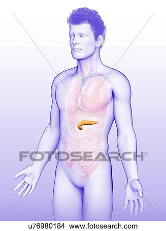 Male pancreas, illustration View Large Photo Image Picture - Male pancreas, illustration. Fotosearch