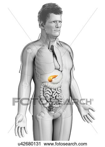 Male pancreas, illustration View Large Photo Image Stock Image - Male pancreas, illustration. Fotosearch