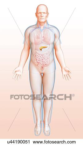 Stock Image - Male pancreas, illustration. Fotosearch