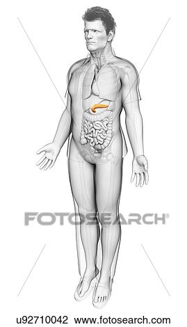 Male pancreas, illustration View Large Photo Image Stock Image - Male pancreas, illustration. Fotosearch