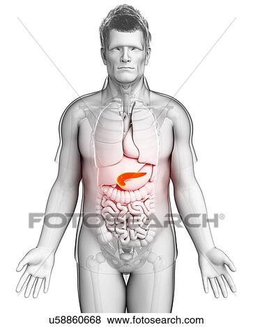 Male pancreas, illustration View Large Photo Image Stock Photo - Male pancreas, illustration. Fotosearch