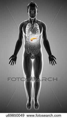 Stock Photo - Male pancreas, illustration. Fotosearch