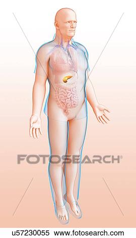 Male pancreas, illustration View Large Photo Image Stock Photography - Male pancreas, illustration. Fotosearch