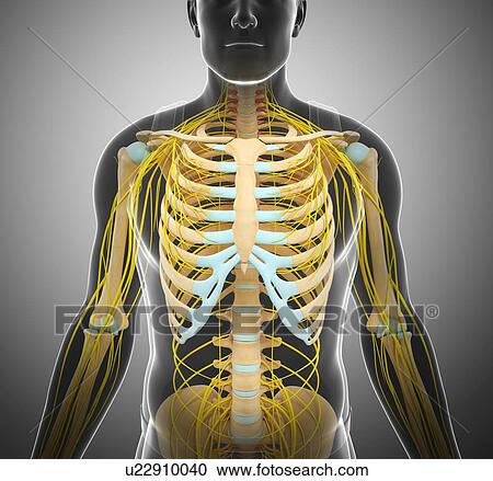 Male skeletal and nervous system, illustration View Large Photo Image Stock Image - Male skeletal and nervous system, illustration. Fotosearch