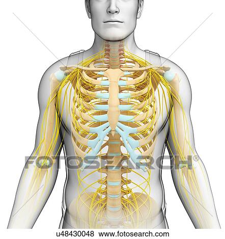 Stock Photo - Male skeletal and nervous system, illustration. Fotosearch