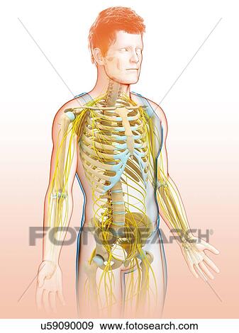 Stock Photo - Male skeletal and nervous system, illustration. Fotosearch