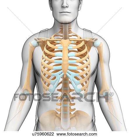 Male skeletal system, illustration View Large Photo Image Stock Image - Male skeletal system, illustration. Fotosearch