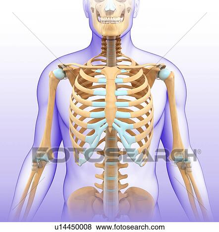 Male skeletal system, illustration View Large Photo Image Stock Photo - Male skeletal system, illustration. Fotosearch