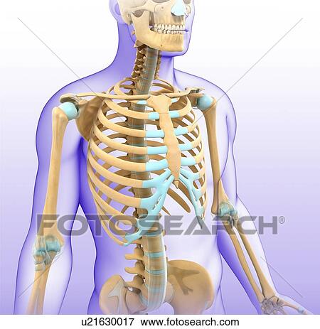 Male skeletal system, illustration View Large Photo Image Stock Photo - Male skeletal system, illustration. Fotosearch