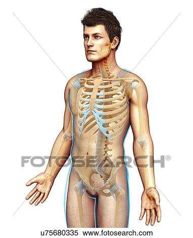 Stock Photography - Male skeletal system, illustration. Fotosearch