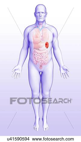 Male spleen anatomy, illustration View Large Photo Image Picture - Male spleen anatomy, illustration. Fotosearch