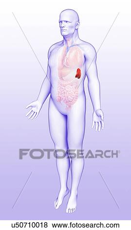 Stock Photo - Male spleen anatomy, illustration. Fotosearch